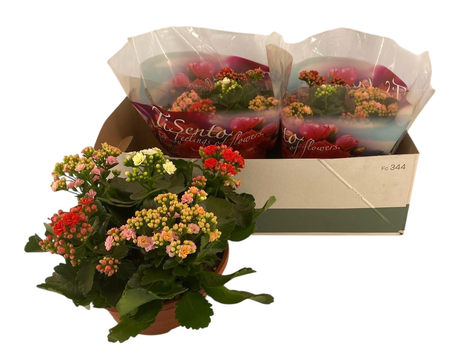 Горшечные цветы и растения оптом Kal Ge Gem 3 Kl от 4шт из Голландии с доставкой по России