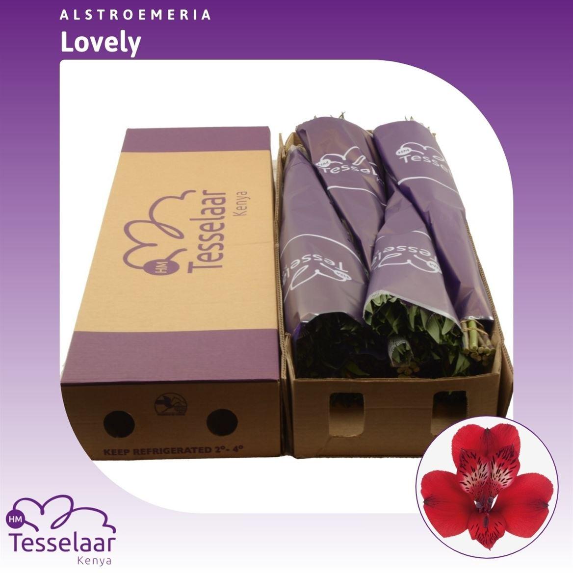 Срезанные цветы оптом Alstroemeria lovely от 180шт. из Голландии с доставкой по России