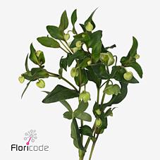 Срезанные цветы оптом Helleborus magnificent bells от 30шт из Голландии с доставкой по России