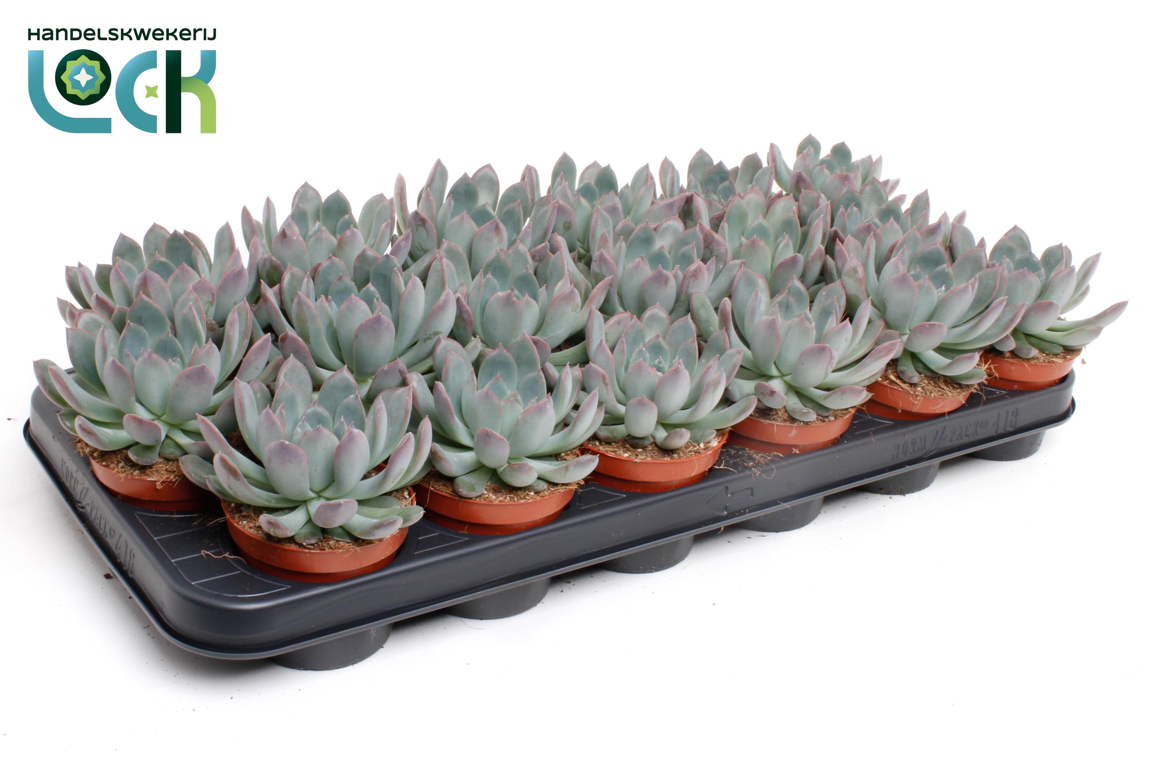 Горшечные цветы и растения оптом Echeveria Pulidonis от 18шт (для телеги) из Голландии с доставкой по России