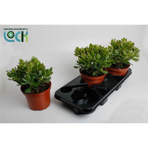 Горшечные цветы и растения оптом Crassula Ovata от 3шт из Голландии с доставкой по России