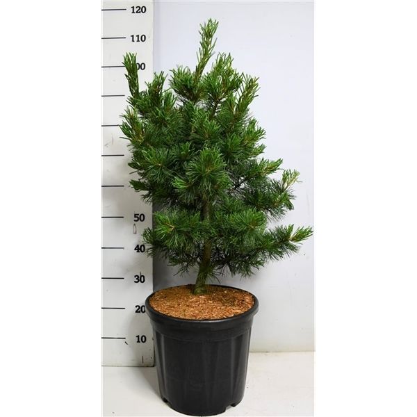 Горшечные цветы и растения оптом Pinus Parv Bonsai от 1шт из Голландии с доставкой по России