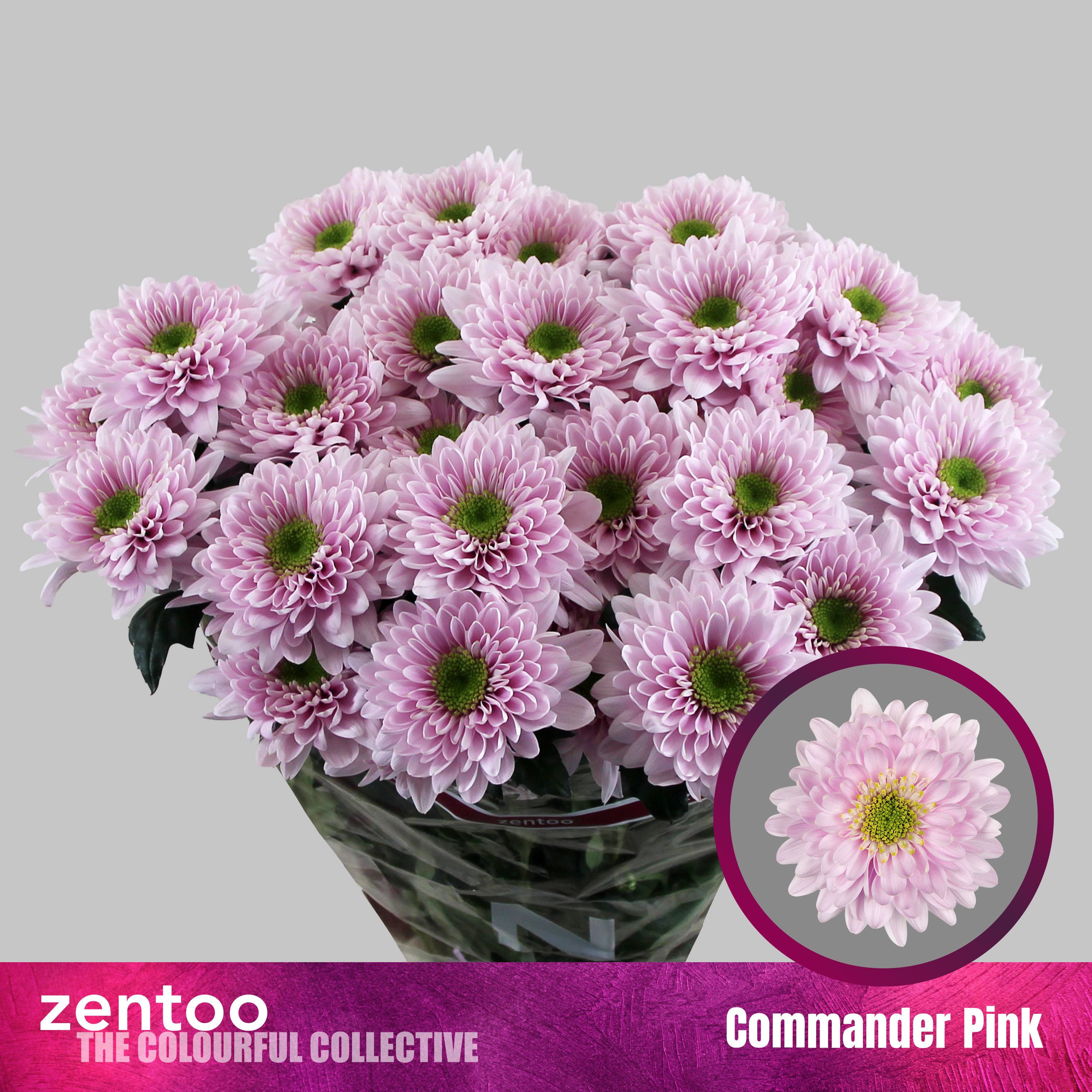 Срезанные цветы оптом Chrys sp commander pink от 80шт. из Голландии с доставкой по России