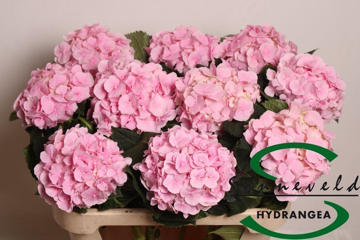 Срезанные цветы оптом Hydrangea verena от 10шт из Голландии с доставкой по России