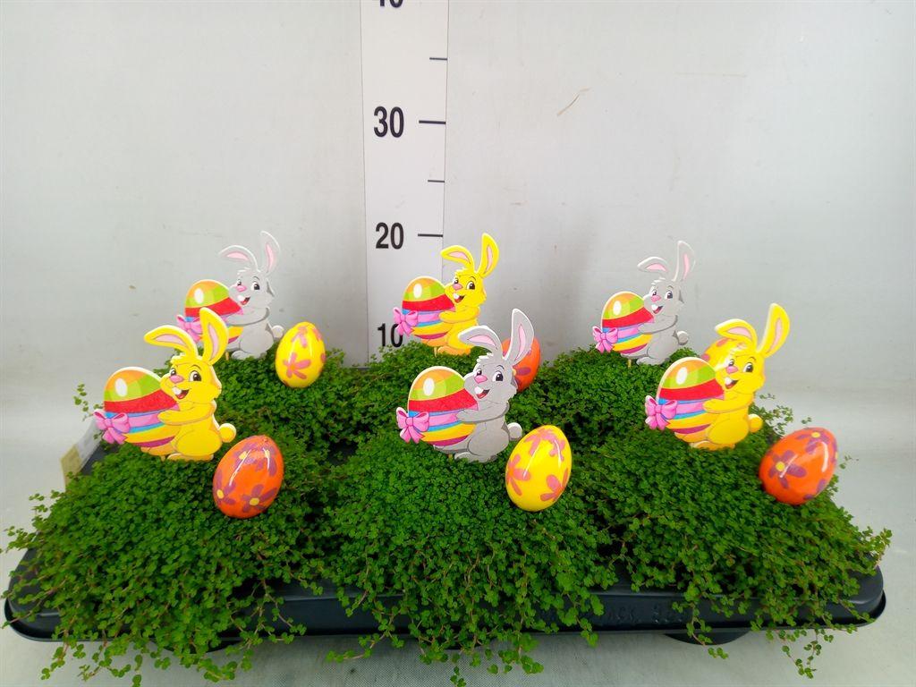 Горшечные цветы и растения оптом Soleirolia Soleirolii   ...green от 6шт из Голландии с доставкой по России