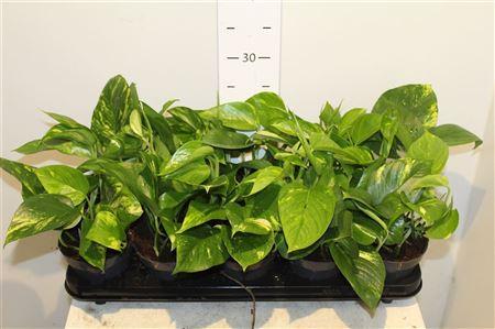 Горшечные цветы и растения оптом Epipremnum Aureum от 10шт из Голландии с доставкой по России Горшечные цветы и растения оптом Epipremnum Aureum от 10шт из Голландии с доставкой по России