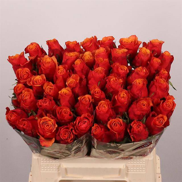 Срезанные цветы оптом Rosa large espana от 50шт из Голландии с доставкой по России