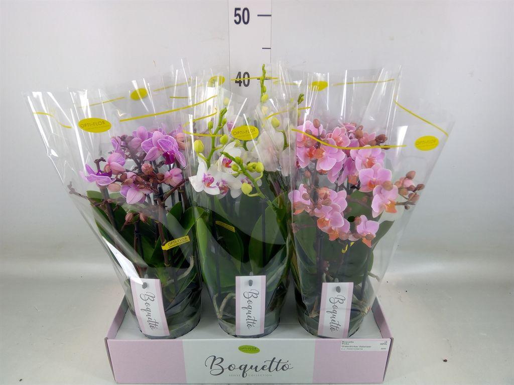 Горшечные цветы и растения оптом Phalaenopsis Multi.   ...mix  3 от 6шт из Голландии с доставкой по России