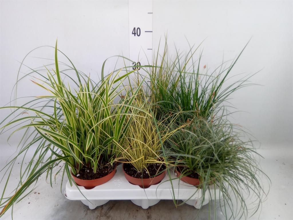 Горшечные цветы и растения оптом Carex   ...mix от 6шт из Голландии с доставкой по России