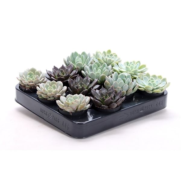 Горшечные цветы и растения оптом Echeveria Mix от 12шт из Голландии с доставкой по России