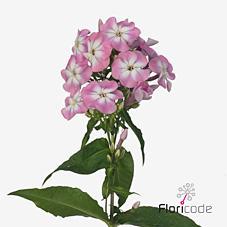 Срезанные цветы оптом Phlox senora от 50шт из Голландии с доставкой по России