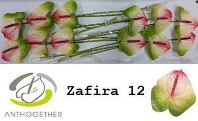 Срезанные цветы оптом Anthurium zafira от 12шт из Голландии с доставкой по России