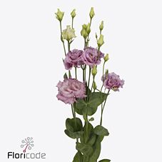 Срезанные цветы оптом Lisianthus do julius grape от 40шт из Голландии с доставкой по России