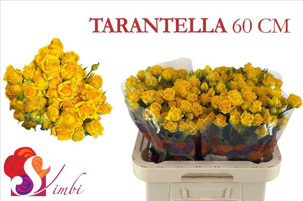 Срезанные цветы оптом Rosa spray tarantella от 300шт из Голландии с доставкой по России