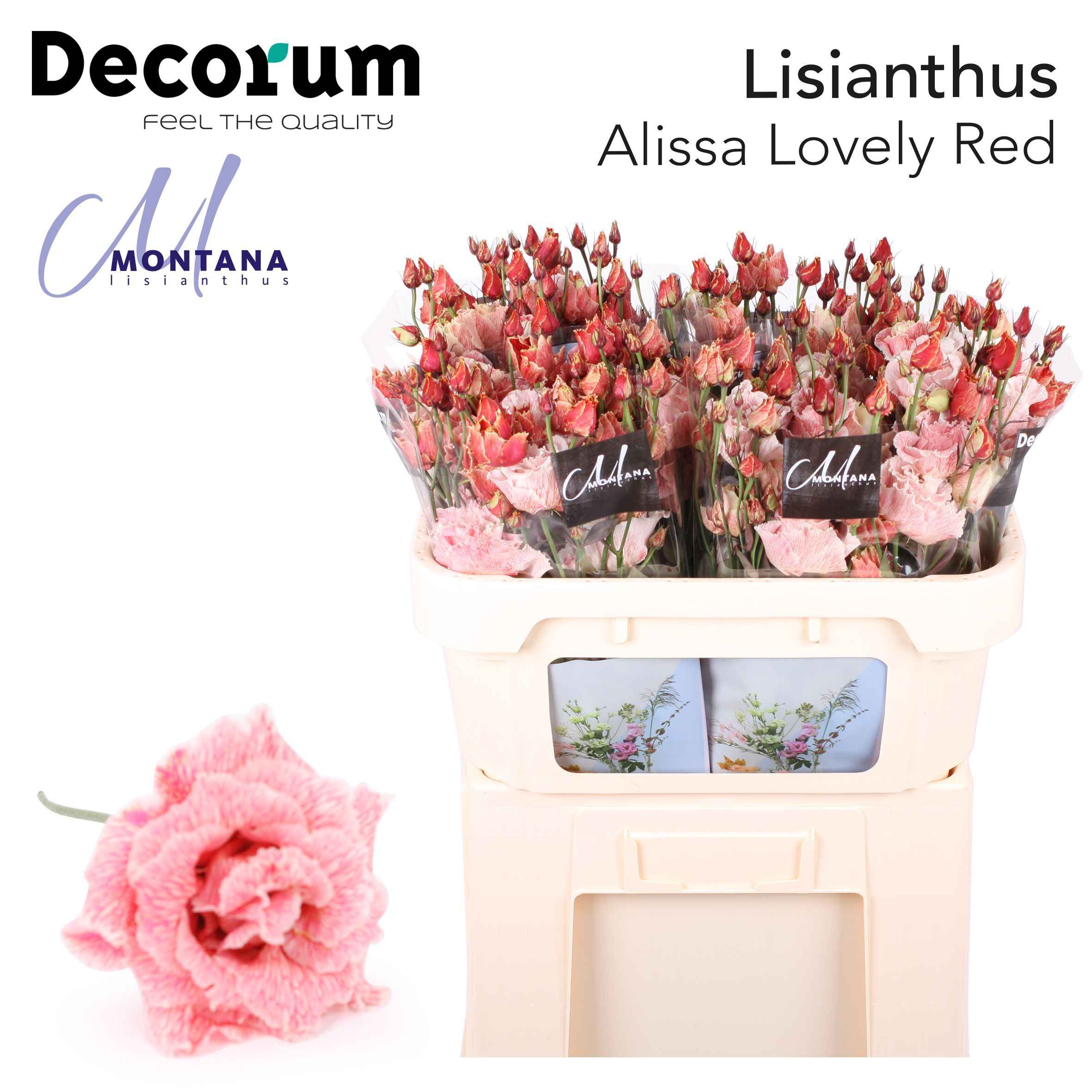 Срезанные цветы оптом Lisianthus do paint alissa red от 20шт из Голландии с доставкой по России