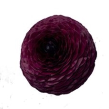 Срезанные цветы оптом Ranunculus aazur black от 50шт из Голландии с доставкой по России