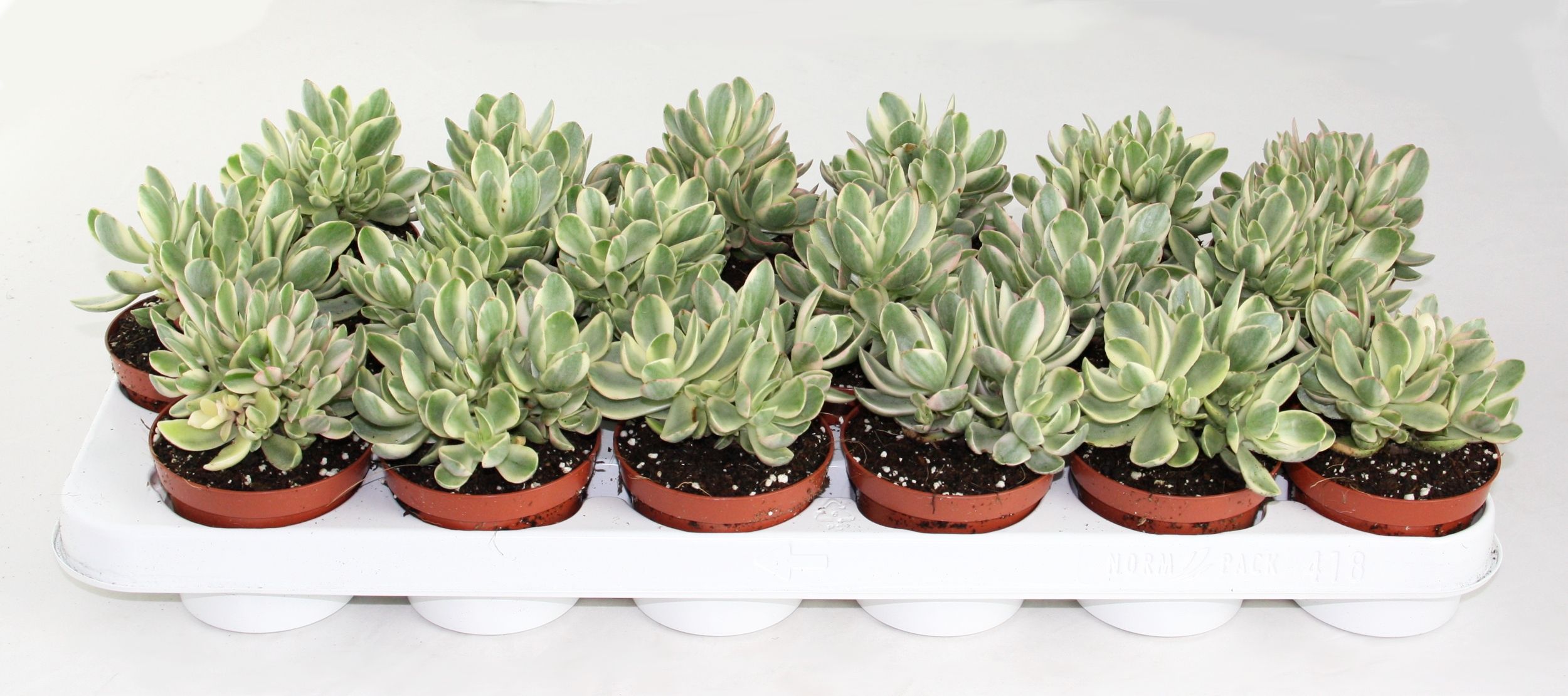 Горшечные цветы и растения оптом Crassula Moneymaker Varigata от 12шт (для телеги) из Голландии с доставкой по России
