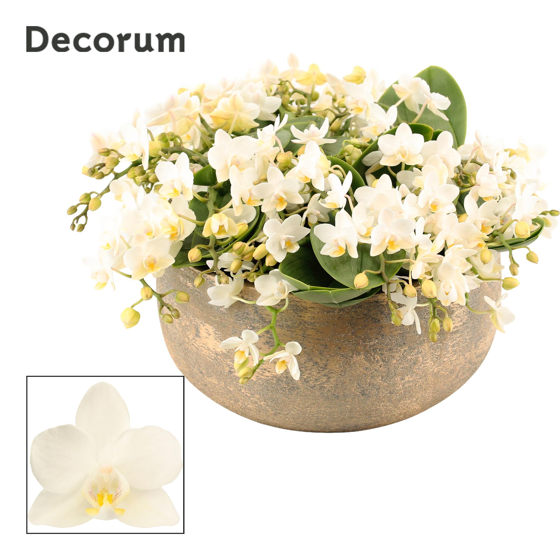 Горшечные цветы и растения оптом Phal Mf An Nazare от 1шт из Голландии с доставкой по России