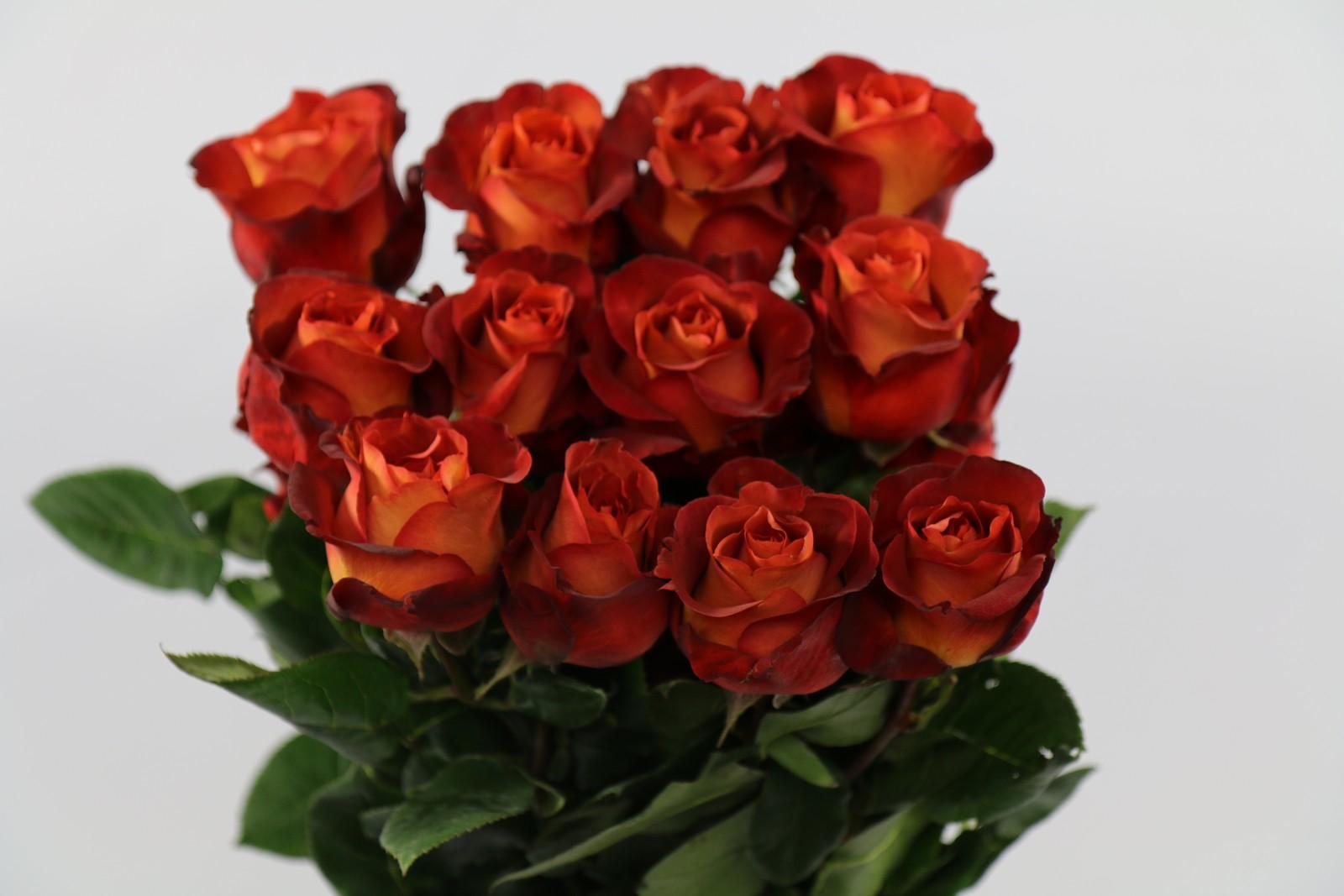 Срезанные цветы оптом Rosa ec coffee break от 125шт из Голландии с доставкой по России