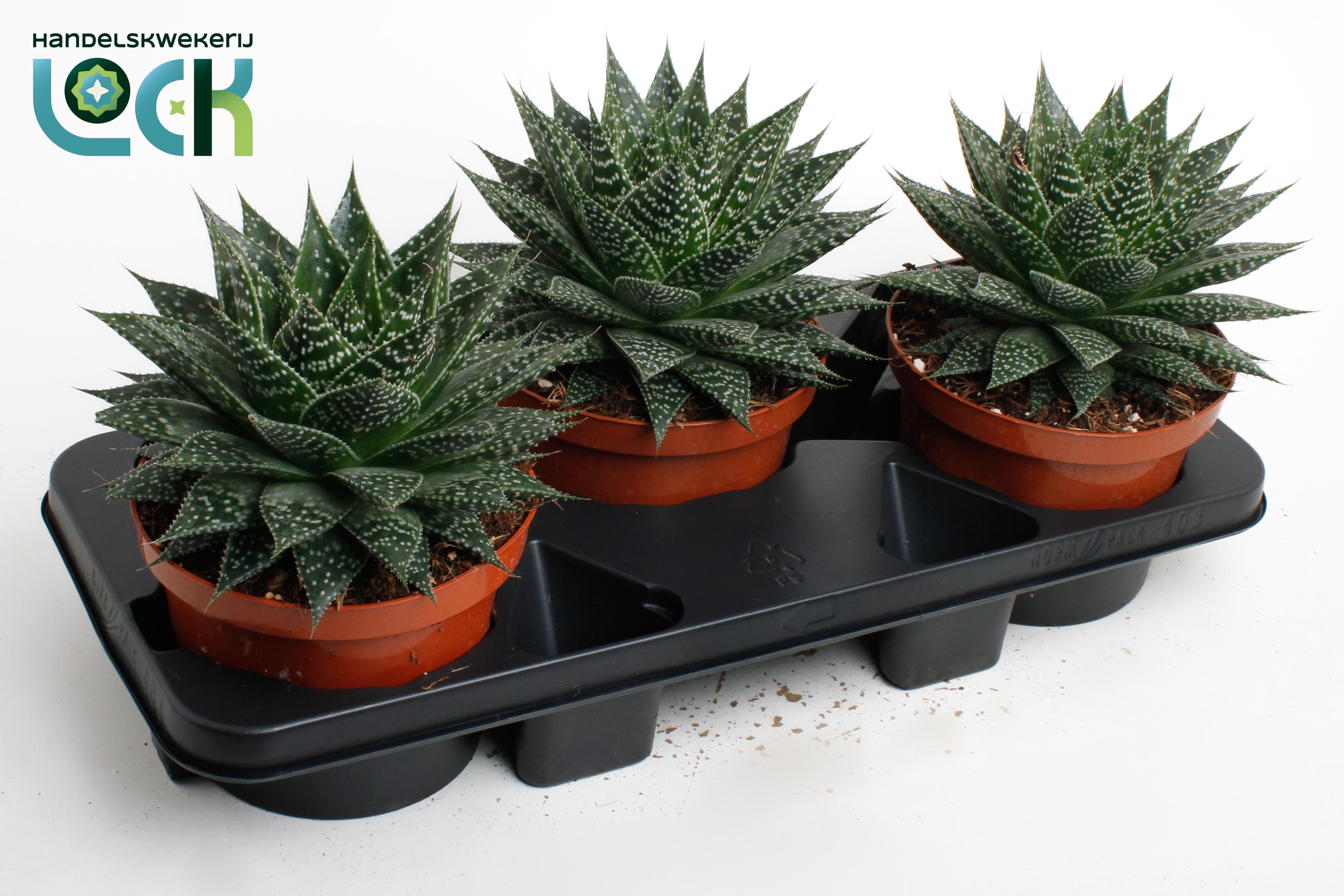 Горшечные цветы и растения оптом Aloe Aristata от 3шт из Голландии с доставкой по России