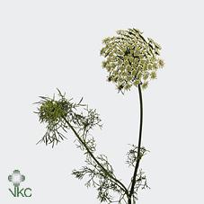 Срезанные цветы оптом Ammi visnaga от 50шт из Голландии с доставкой по России