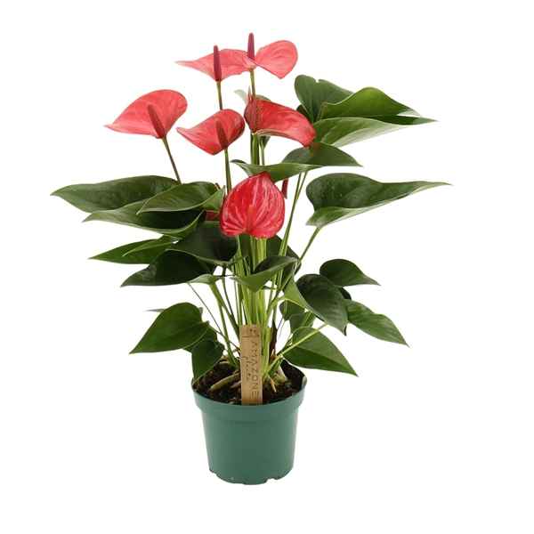 Горшечные цветы и растения оптом Anth An Melito 5+ (amazone) от 10шт из Голландии с доставкой по России
