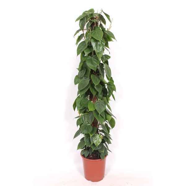 Горшечные цветы и растения оптом Philodendron Scandens Piramid от 1шт из Голландии с доставкой по России