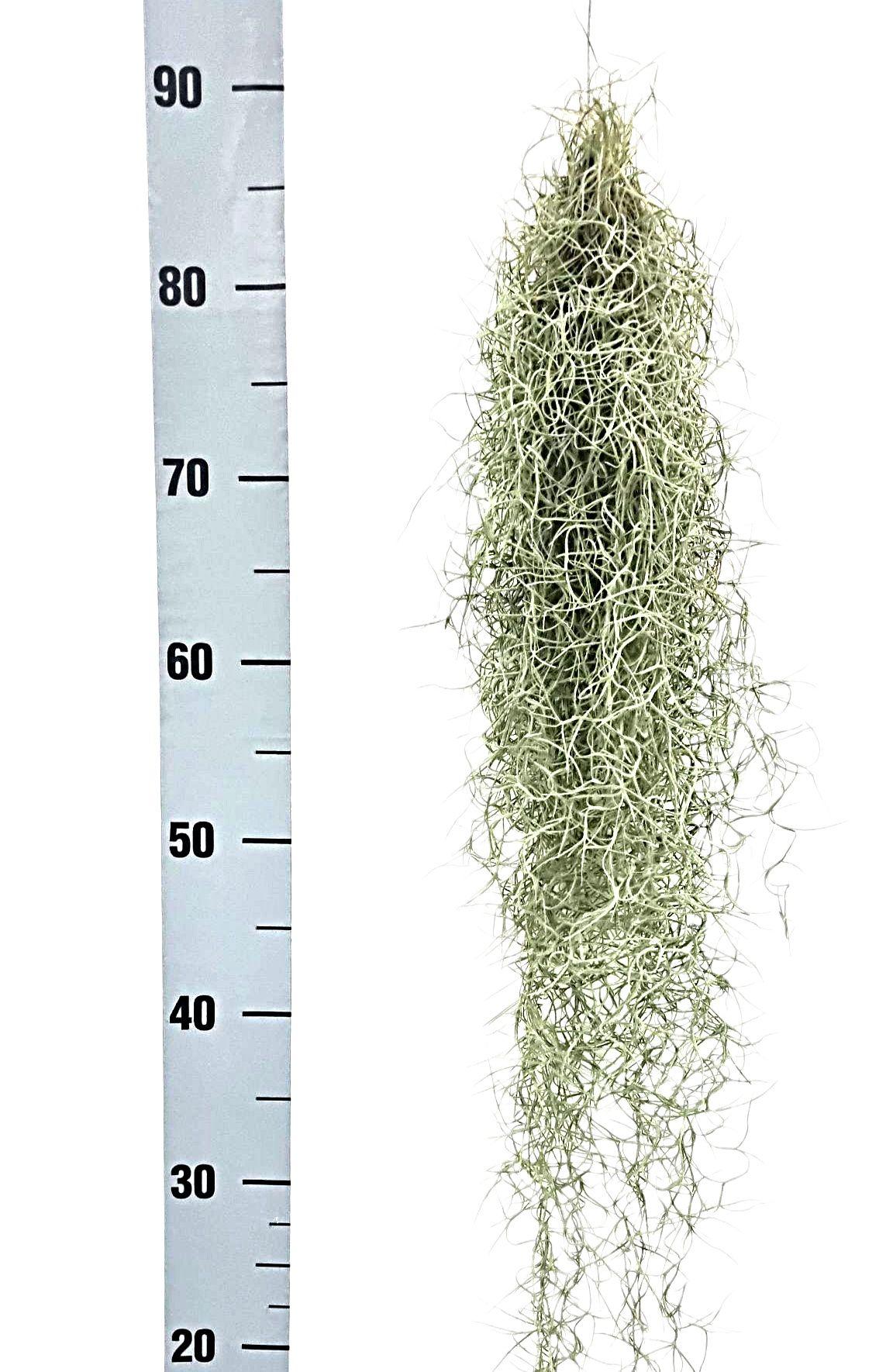 Горшечные цветы и растения оптом Till Usneoides от 10шт (для телеги) из Голландии с доставкой по России