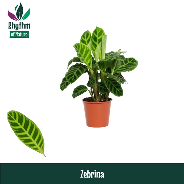 Горшечные цветы и растения оптом Calathea Zebrina (rhythm Of Nature) от 8шт из Голландии с доставкой по России