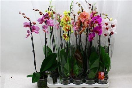 Горшечные цветы и растения оптом Phal 2st Mix 18+ (konst) от 10шт из Голландии с доставкой по России