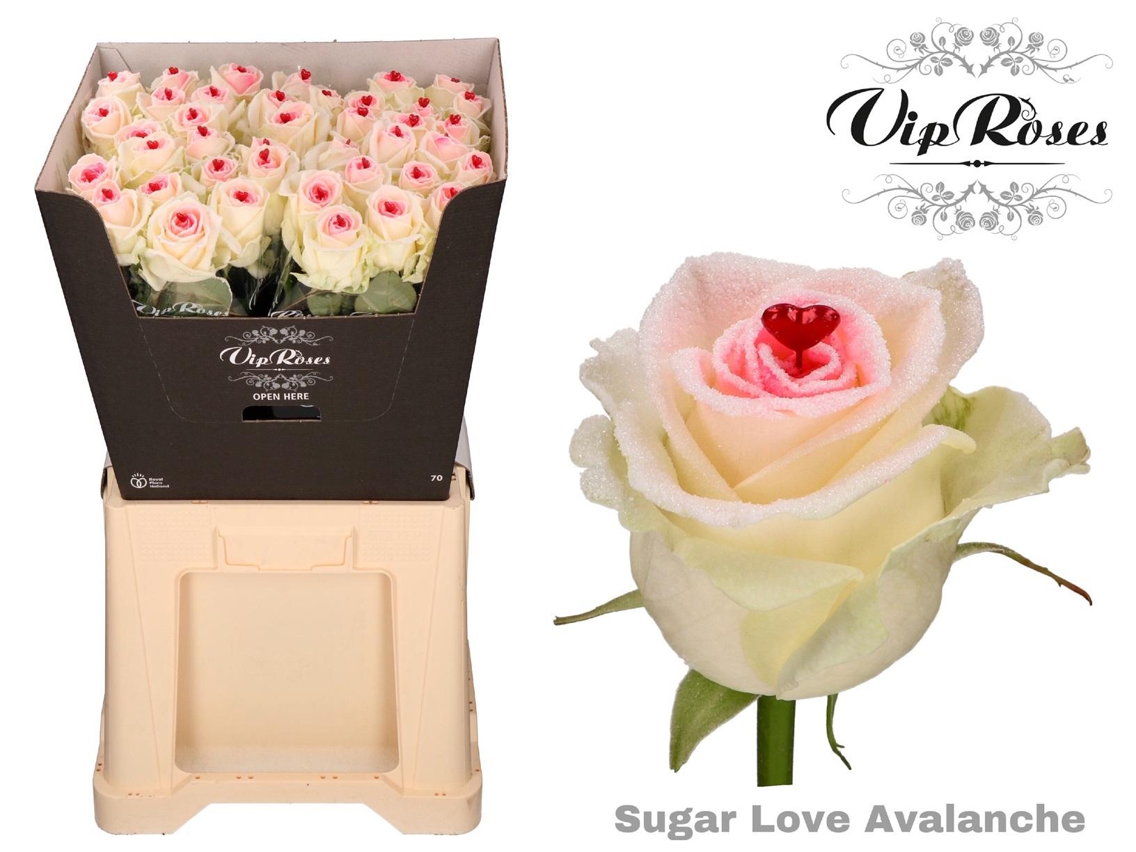 Срезанные цветы оптом Rosa large paint sugar love (R188) от 40шт из Голландии с доставкой по России