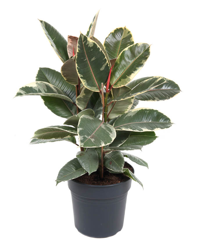 Горшечные цветы и растения оптом Ficus El Tineke 3pp от 1шт из Голландии с доставкой по России