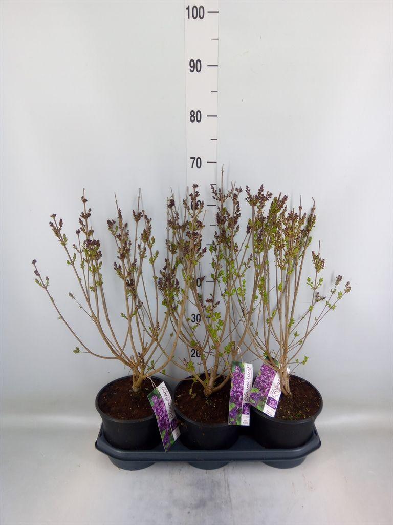 Горшечные цветы и растения оптом Syringa   ... от 3шт из Голландии с доставкой по России