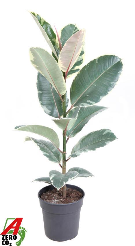 Горшечные цветы и растения оптом Ficus El Tineke 1pp от 1шт из Голландии с доставкой по России