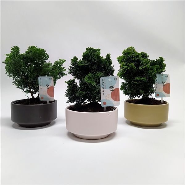 Горшечные цветы и растения оптом Bonsai Chamaecyparis In Pure Ceramic от 6шт из Голландии с доставкой по России