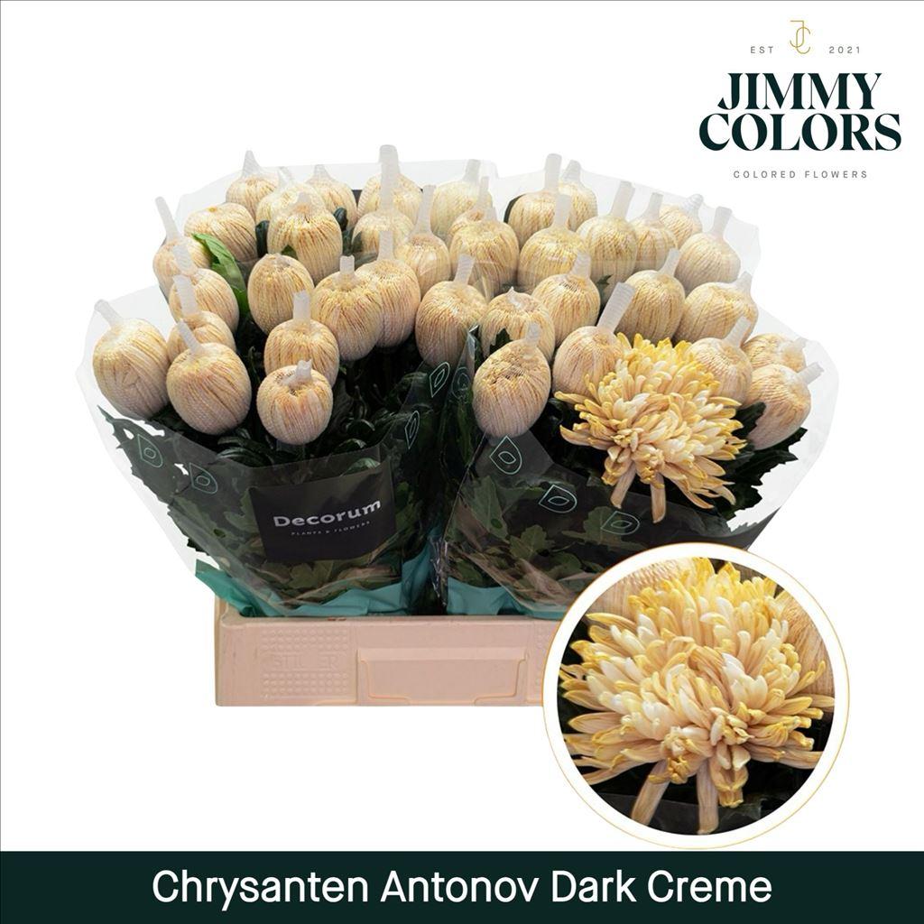 Срезанные цветы оптом Chrys bl paint antonov creme dark от 40шт из Голландии с доставкой по России