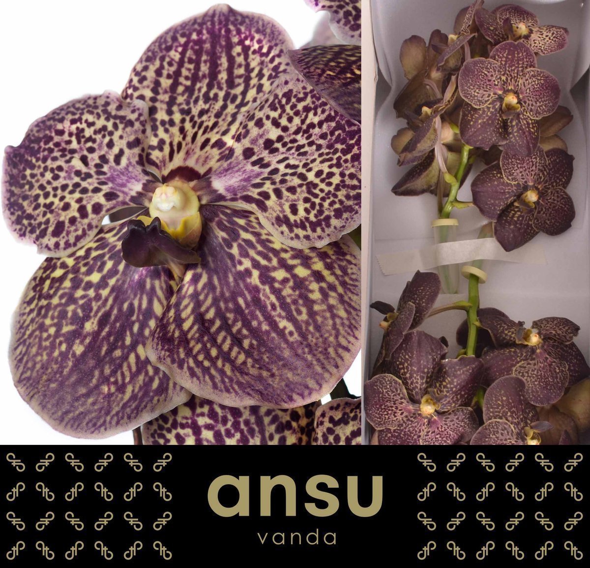 Срезанные цветы оптом Vanda sunanda chocolate brown от 16шт. из Голландии с доставкой по России