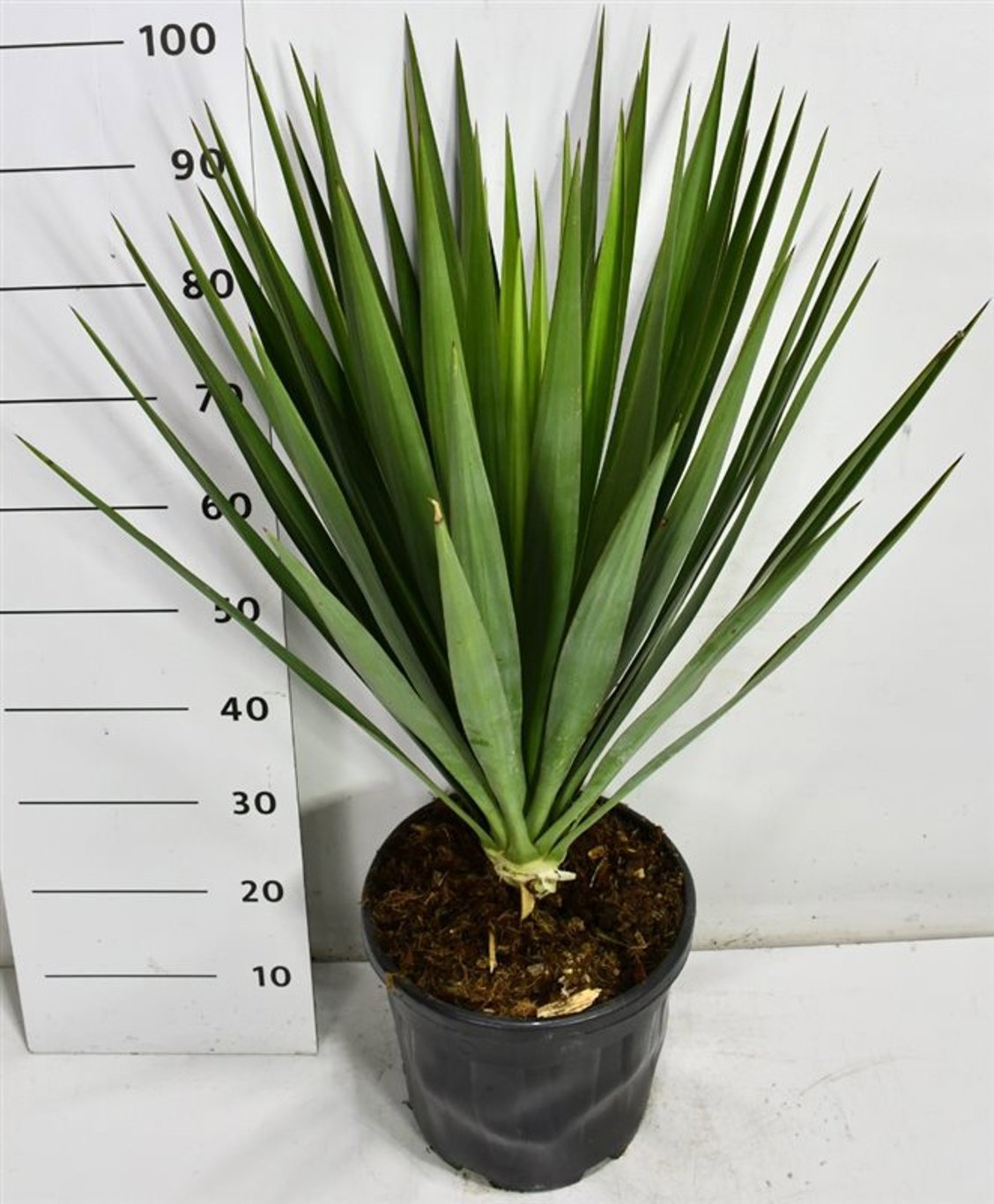 Горшечные цветы и растения оптом Yucca Gloriosa от 1шт из Голландии с доставкой по России