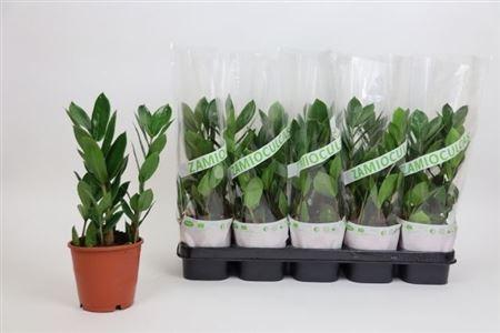 Горшечные цветы и растения оптом Zamioculcas 2+ от 10шт из Голландии с доставкой по России Горшечные цветы и растения оптом Zamioculcas 2+ от 10шт из Голландии с доставкой по России