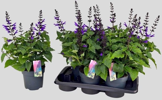 Горшечные цветы и растения оптом Salvia Lake Blueberr от 6шт из Голландии с доставкой по России