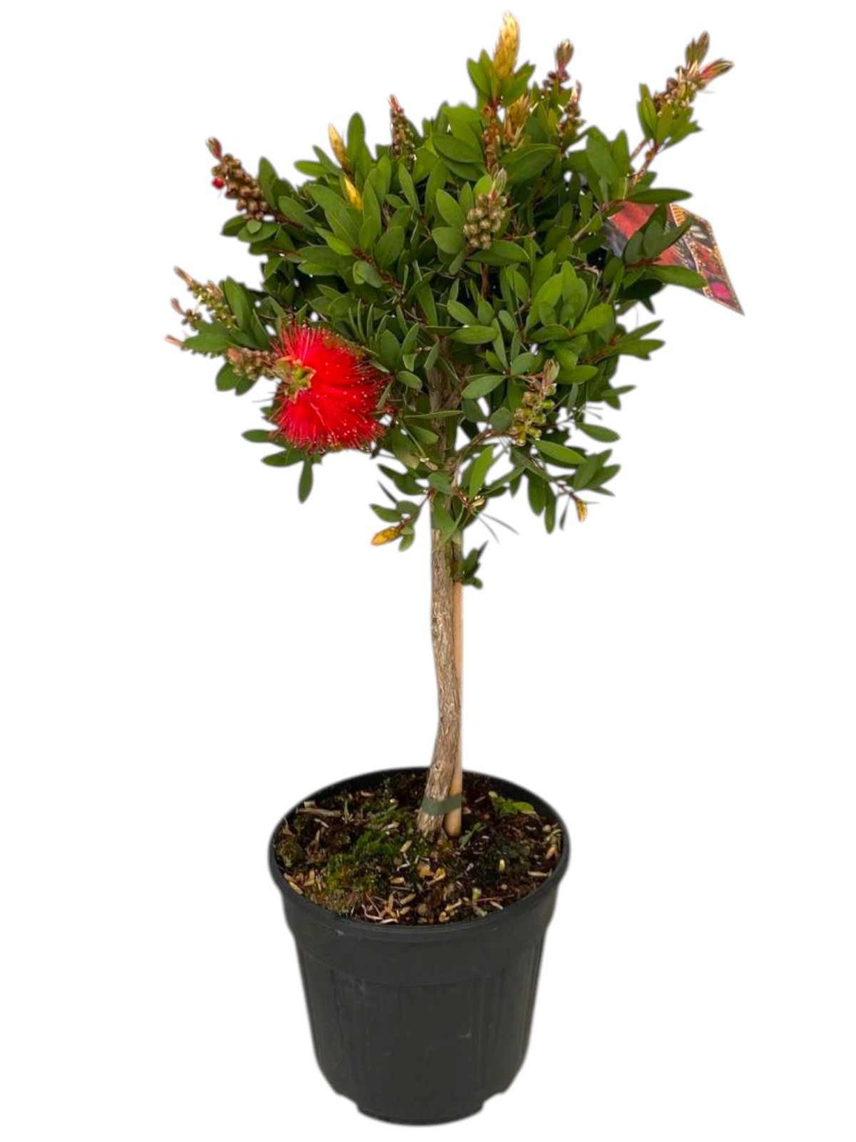 Горшечные цветы и растения оптом Callistemon Captain Cook On Stem от 1шт из Голландии с доставкой по России