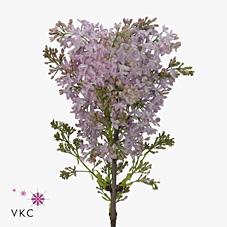 Срезанные цветы оптом Syringa esther staley от 20шт из Голландии с доставкой по России