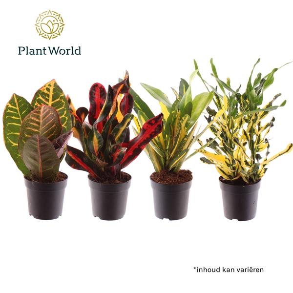 Горшечные цветы и растения оптом Codiaeum Head (decorum) от 16шт (для телеги) из Голландии с доставкой по России