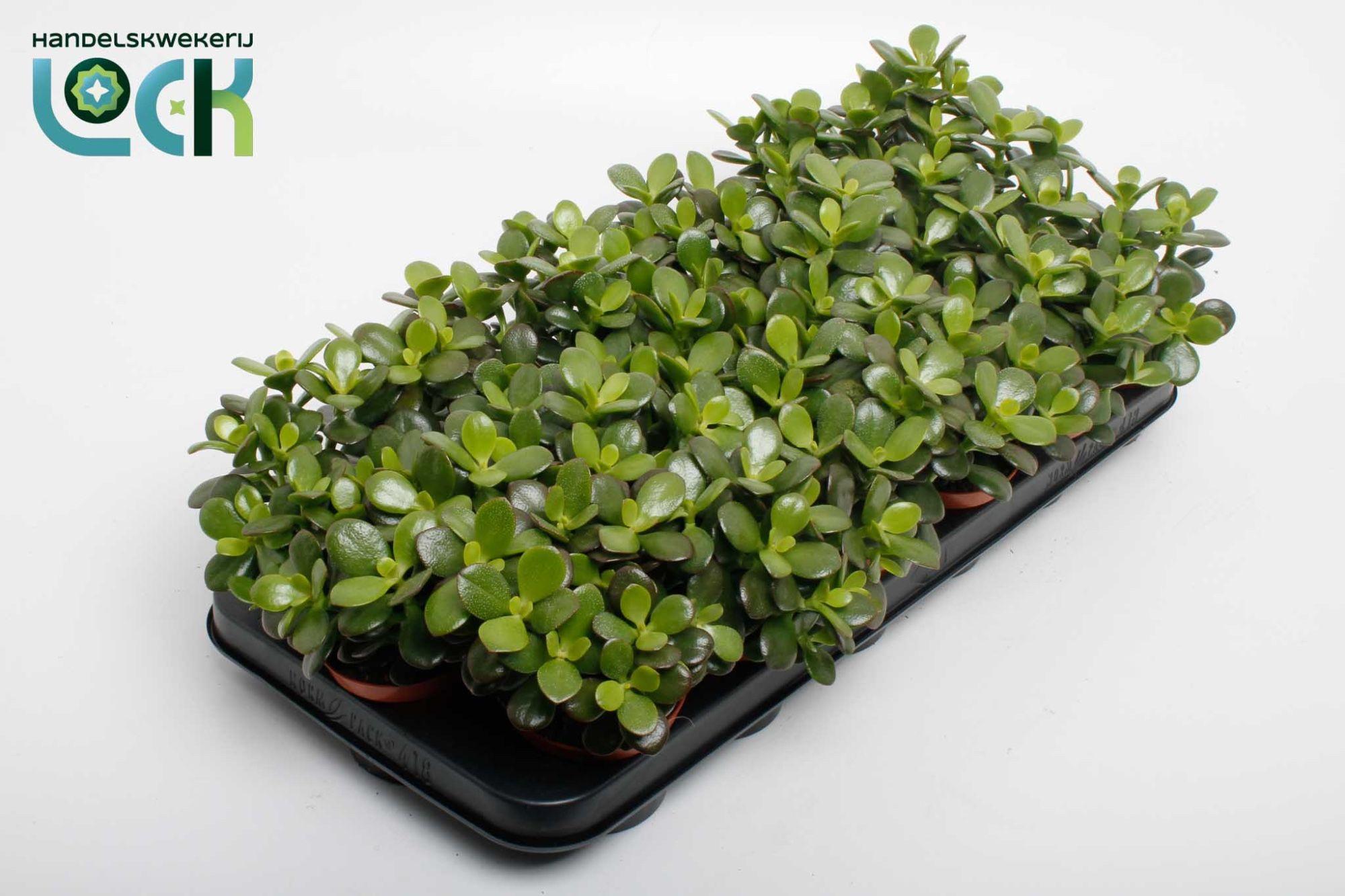 Горшечные цветы и растения оптом Crass Minor от 12шт (для телеги) из Голландии с доставкой по России