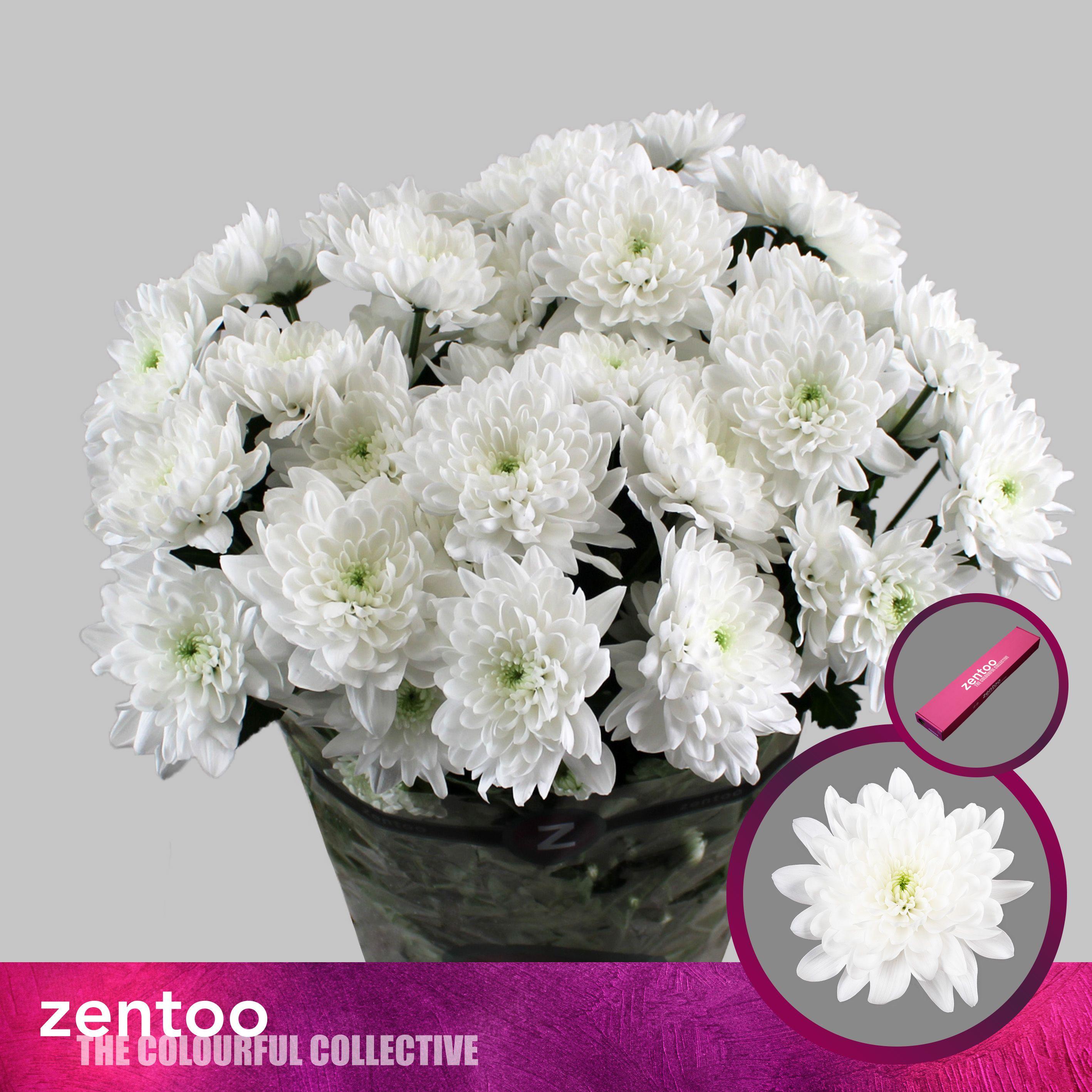 Срезанные цветы оптом Chrys sp pina colada от 20шт из Голландии с доставкой по России