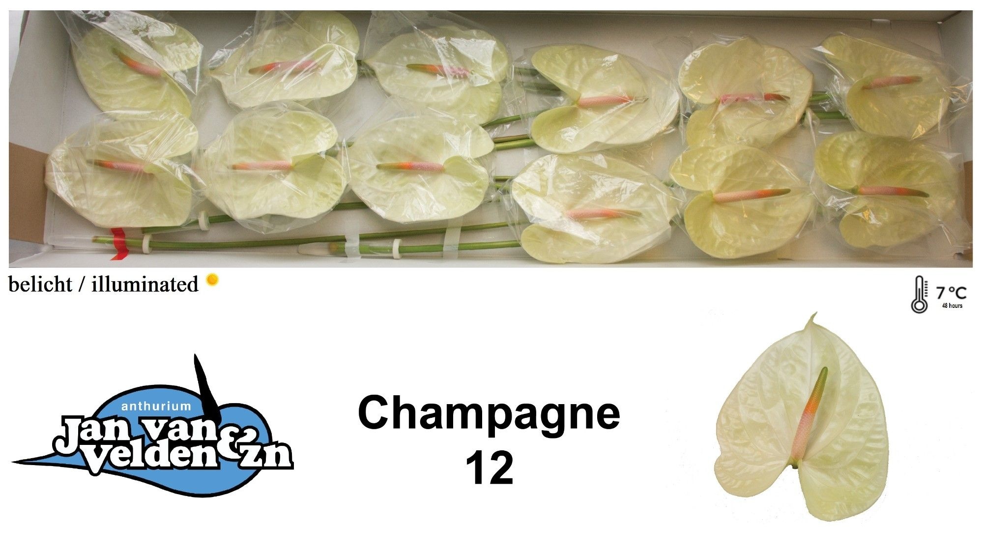 Срезанные цветы оптом Anthurium champagne от 12шт. из Голландии с доставкой по России