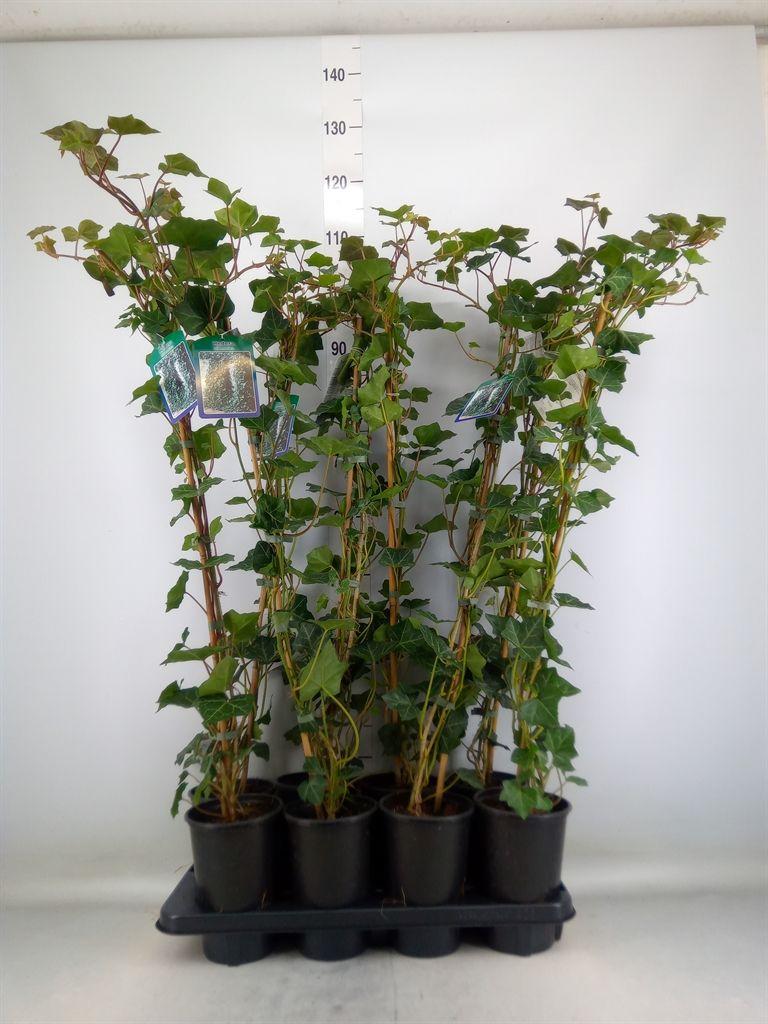 Горшечные цветы и растения оптом Hedera Hibernica от 8шт из Голландии с доставкой по России