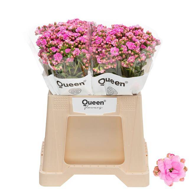 Срезанные цветы оптом Kalanchoe taffy pink meadow от 20шт из Голландии с доставкой по России