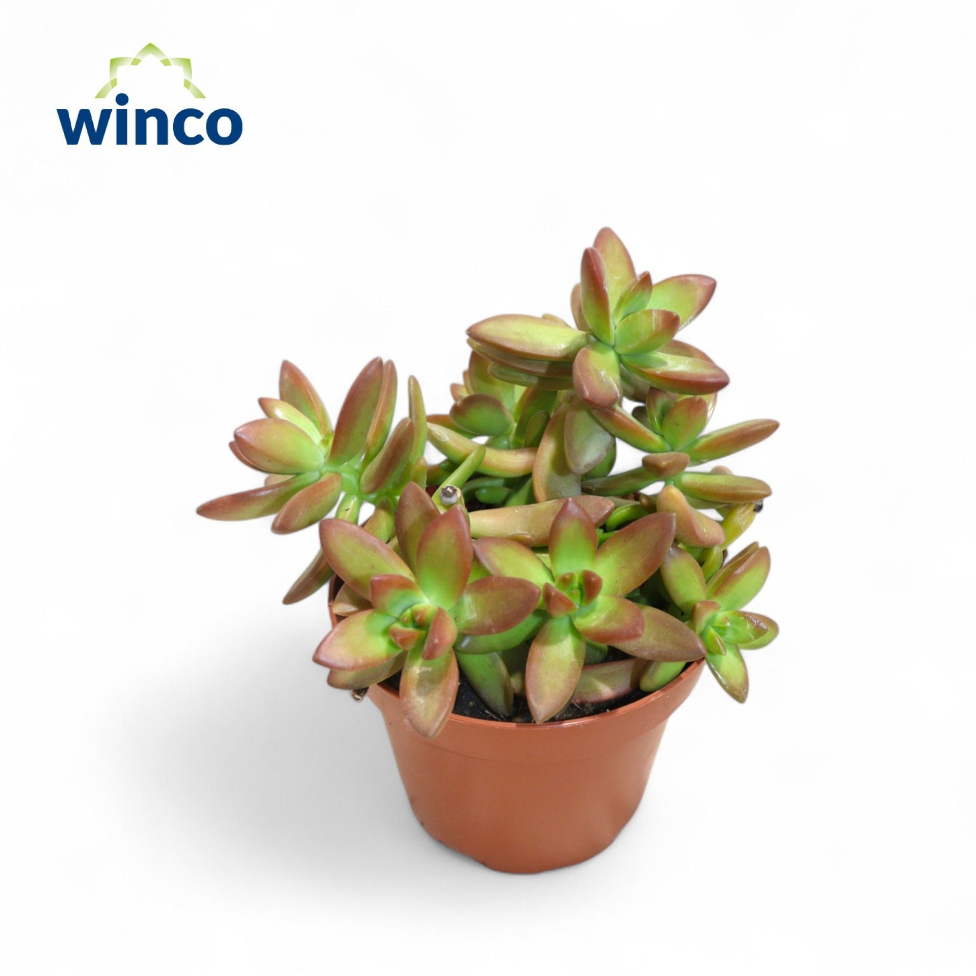 Горшечные цветы и растения оптом Sedum Overig от 10шт из Голландии с доставкой по России