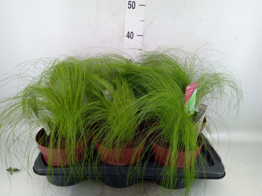 Горшечные цветы и растения оптом Stipa Tenuifolia от 6шт из Голландии с доставкой по России